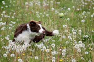 Foto op website DAP Boxmeer