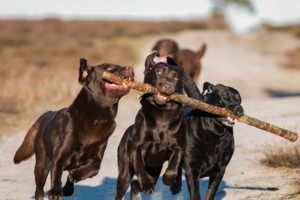 Foto op website DAP Boxmeer