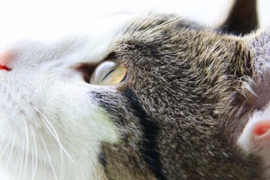 Foto op website DAP Boxmeer