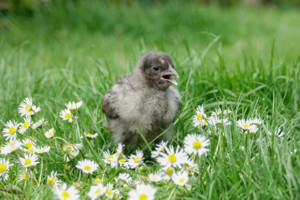 Foto op website DAP Boxmeer