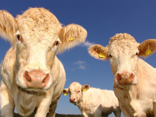 Dieren