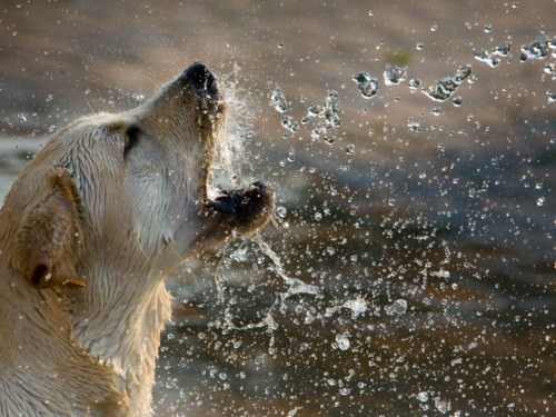 Dieren