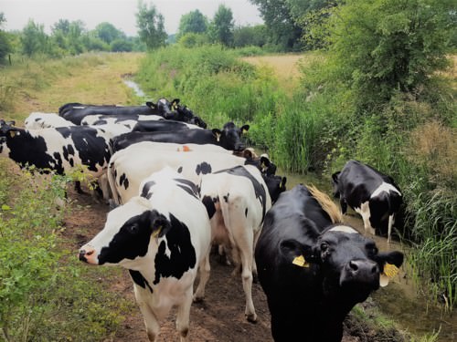 Dieren