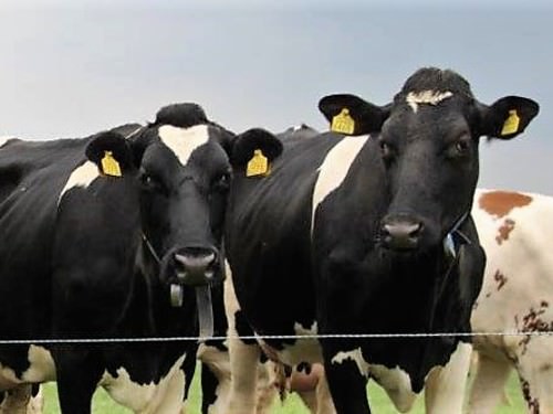 Dieren