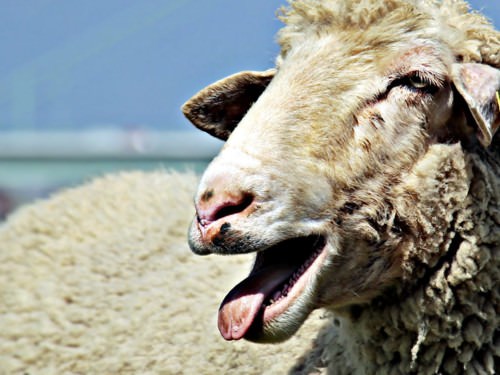 Dieren