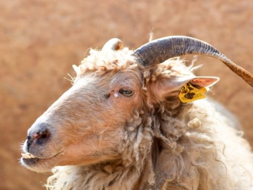 Dieren