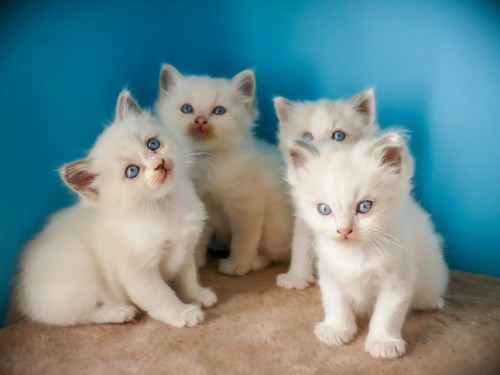 Dieren